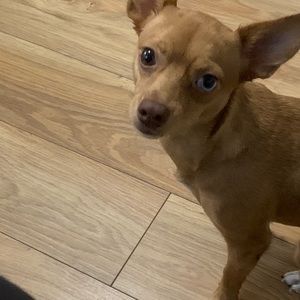 Meet your Posher, Pierre-richard